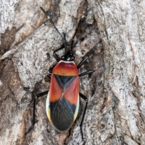 Dindymus versicolor at Flynn, ACT - 27 Aug 2024 03:42 PM