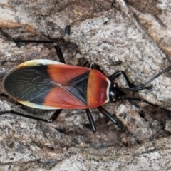 Dindymus versicolor at Flynn, ACT - 27 Aug 2024 03:42 PM