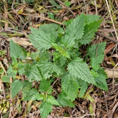 Urtica incisa (Stinging Nettle) at Uriarra Village, ACT - 28 Aug 2024 by Jackoserbatoio