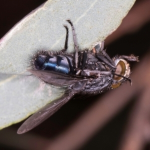 Calliphora vicina at Flynn, ACT - 27 Aug 2024