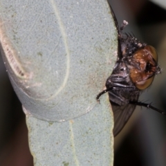 Calliphora vicina at Flynn, ACT - 27 Aug 2024