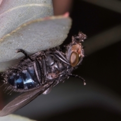 Calliphora vicina at Flynn, ACT - 27 Aug 2024