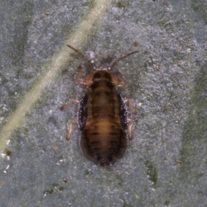 Glycaspis sp. (genus) at Flynn, ACT - 27 Aug 2024