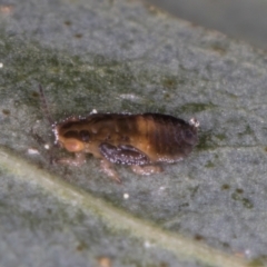 Glycaspis sp. (genus) at Flynn, ACT - 27 Aug 2024