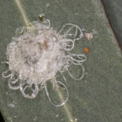 Glycaspis sp. (genus) (Unidentified sugary lerp) at Flynn, ACT - 27 Aug 2024 by kasiaaus