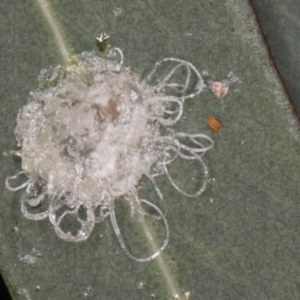 Glycaspis sp. (genus) at Flynn, ACT - 27 Aug 2024