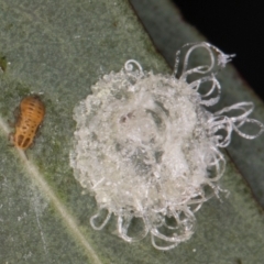 Glycaspis sp. (genus) at Flynn, ACT - 27 Aug 2024