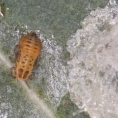 Glycaspis sp. (genus) at Flynn, ACT - 27 Aug 2024