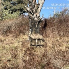 Dromaius novaehollandiae (Emu) at Uriarra Village, ACT - 24 Aug 2024 by JP95