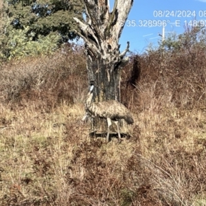 Dromaius novaehollandiae at Uriarra Village, ACT - 24 Aug 2024