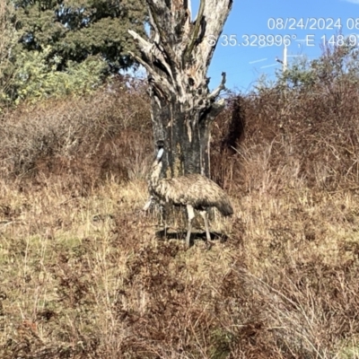 Dromaius novaehollandiae (Emu) at Uriarra Village, ACT - 24 Aug 2024 by JP95