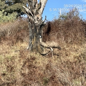 Dromaius novaehollandiae at Uriarra Village, ACT - 24 Aug 2024