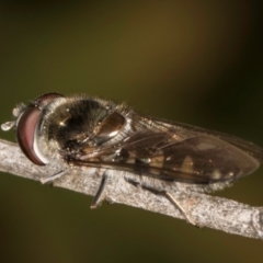 Melangyna sp. (genus) (Hover Fly) at Melba, ACT - 27 Aug 2024 by kasiaaus