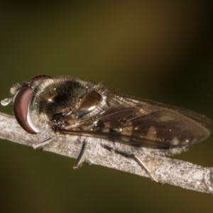 Melangyna sp. (genus) at Melba, ACT - 27 Aug 2024 04:30 PM