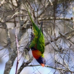 Trichoglossus moluccanus (Rainbow Lorikeet) at Virginia, QLD - 23 Jul 2009 by KMcCue