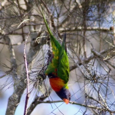 Trichoglossus moluccanus (Rainbow Lorikeet) at Virginia, QLD - 23 Jul 2009 by KMcCue