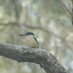 Todiramphus sanctus (Sacred Kingfisher) at Nudgee Beach, QLD - 23 Jul 2009 by KMcCue