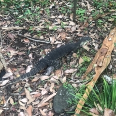 Varanus varius (Lace Monitor) at Tamborine Mountain, QLD - 26 Dec 2021 by KMcCue