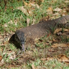 Varanus varius (Lace Monitor) at Deception Bay, QLD - 26 Dec 2016 by KMcCue