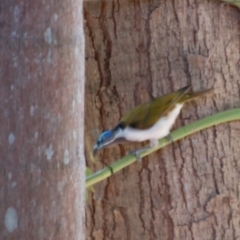 Entomyzon cyanotis (Blue-faced Honeyeater) at Willowbank, QLD - 27 Dec 2016 by KMcCue