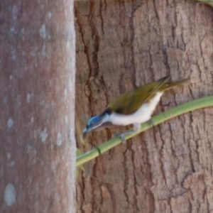 Entomyzon cyanotis at Willowbank, QLD - 28 Dec 2016