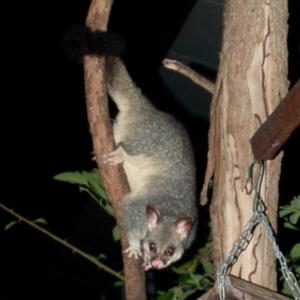 Trichosurus vulpecula at Curtis Island, QLD - 28 Dec 2016