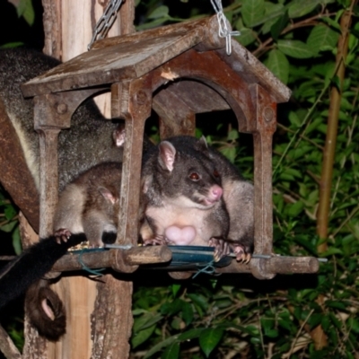 Trichosurus sp. (caninus or cunninghami) (Mountain Brushtail Possum) at Chapel Hill, QLD - 28 Dec 2016 by KMcCue