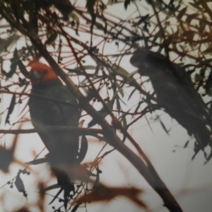 Callocephalon fimbriatum at Kambah, ACT - 15 Nov 1986