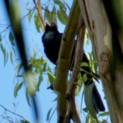 Eudynamys orientalis (Pacific Koel) at Deepwater, QLD - 29 Dec 2016 by KMcCue