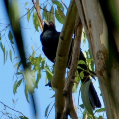 Eudynamys orientalis (Pacific Koel) at Deepwater, QLD - 29 Dec 2016 by KMcCue