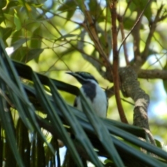 Entomyzon cyanotis (Blue-faced Honeyeater) at Eromanga, QLD - 29 Dec 2016 by KMcCue