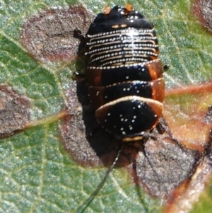 Ellipsidion australe at Hall, ACT - 28 Aug 2024