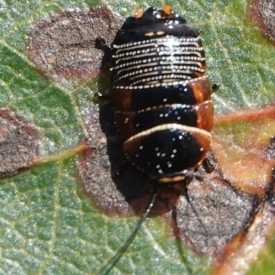 Ellipsidion australe (Austral Ellipsidion cockroach) at Hall, ACT - 28 Aug 2024 by Anna123