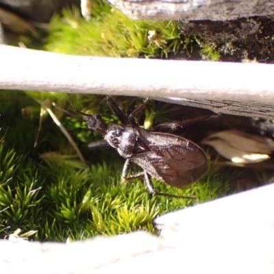 Reduviidae (family) (An assassin bug) at Cook, ACT - 13 Aug 2024 by CathB