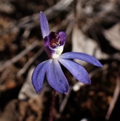 Cyanicula caerulea (Blue Fingers, Blue Fairies) at Aranda, ACT - 26 Aug 2024 by CathB