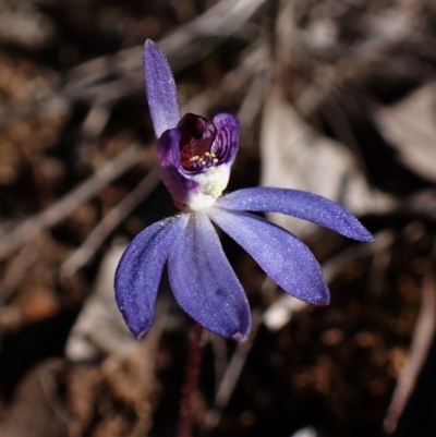 Cyanicula caerulea (Blue Fingers, Blue Fairies) at Aranda, ACT - 26 Aug 2024 by CathB