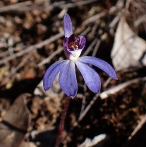 Cyanicula caerulea at Aranda, ACT - suppressed