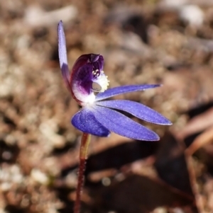 Cyanicula caerulea at Aranda, ACT - suppressed