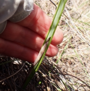 Lyperanthus suaveolens at Aranda, ACT - 26 Aug 2024