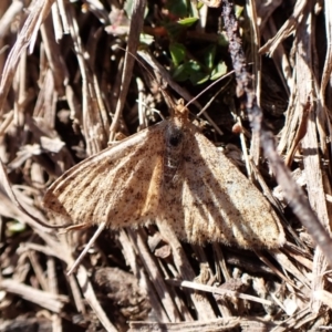 Scopula rubraria at Cook, ACT - 26 Aug 2024 02:52 PM