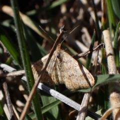 Scopula rubraria at Cook, ACT - 26 Aug 2024 02:52 PM