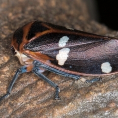 Eurymela fenestrata at Hall, ACT - 28 Aug 2024 12:20 PM