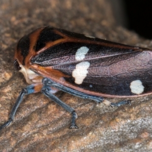 Eurymela fenestrata at Hall, ACT - 28 Aug 2024 12:20 PM