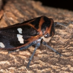 Eurymela fenestrata at Hall, ACT - 28 Aug 2024 12:20 PM