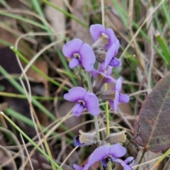 Hovea heterophylla (Common Hovea) at Collector, NSW - 28 Aug 2024 by trevorpreston