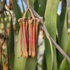 Amyema miquelii (Box Mistletoe) at Collector, NSW - 28 Aug 2024 by trevorpreston