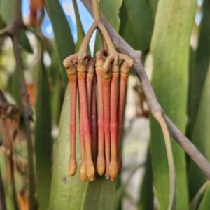 Amyema miquelii at Collector, NSW - 28 Aug 2024