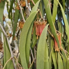 Amyema miquelii at Collector, NSW - 28 Aug 2024 04:35 PM