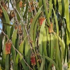 Amyema miquelii at Collector, NSW - 28 Aug 2024