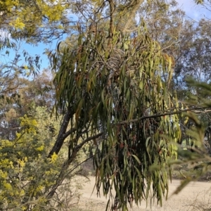 Amyema miquelii at Collector, NSW - 28 Aug 2024